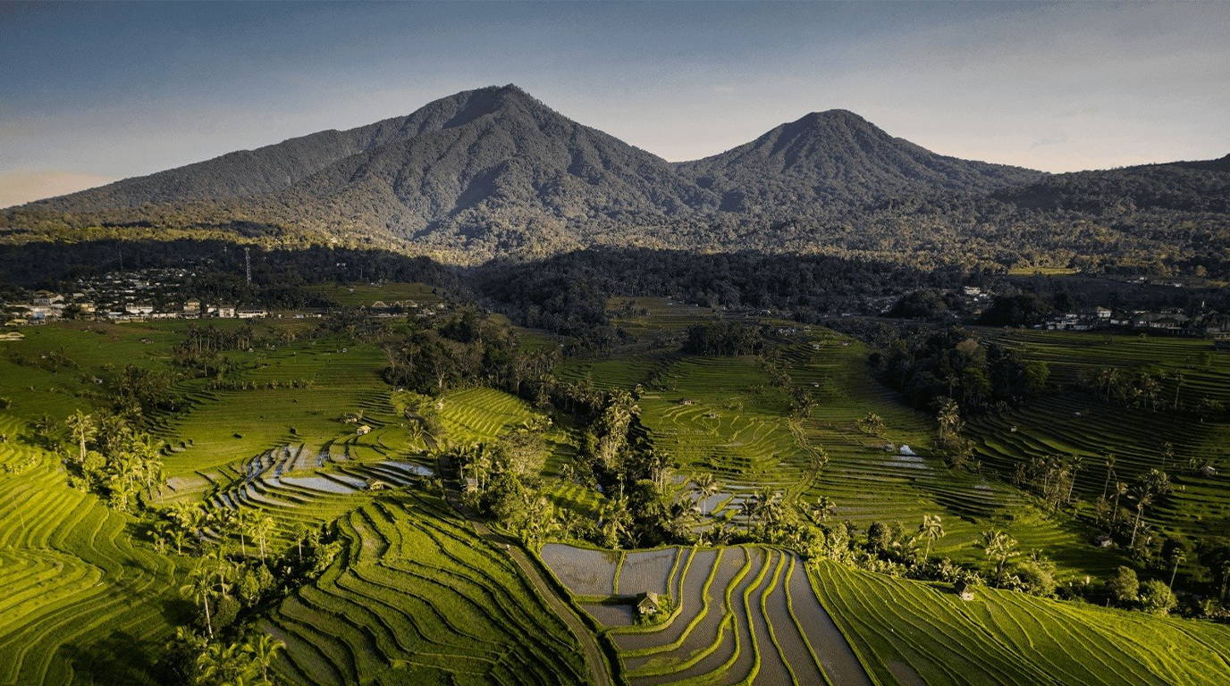 Emerald terraced hills under misty morning in Jatiluwih Bali